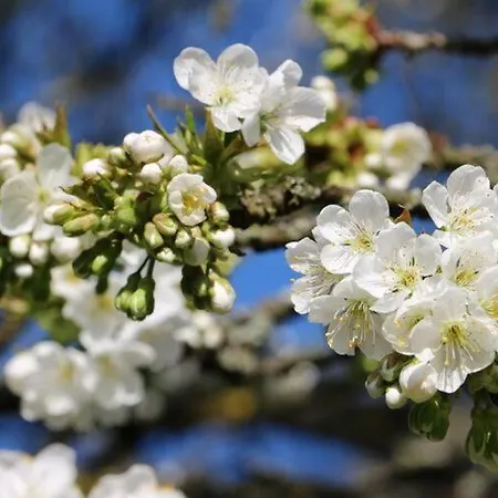 At The Cherry Tree